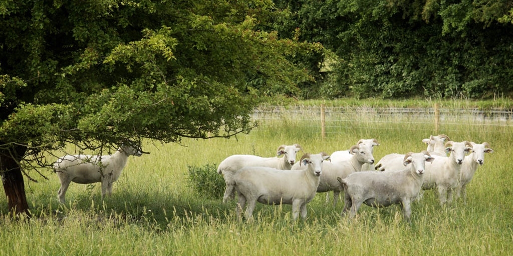 Fresh lamb boxes ready for the oven or freezer. Freerange, grass fed lambs