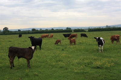 Cows by our campsite